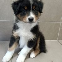 Magnifique chiot berger australien lof noir tri #1