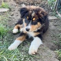 Magnifique chiot berger australien lof noir tri #2