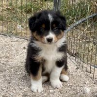Magnifique chiot berger australien lof noir tri