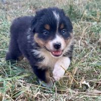 Magnifique chiot berger australien lof noir tri #5