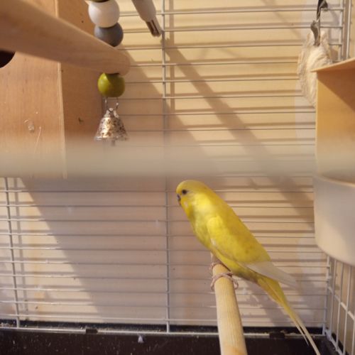 Perruche ondulée mâle + cage + accessoires