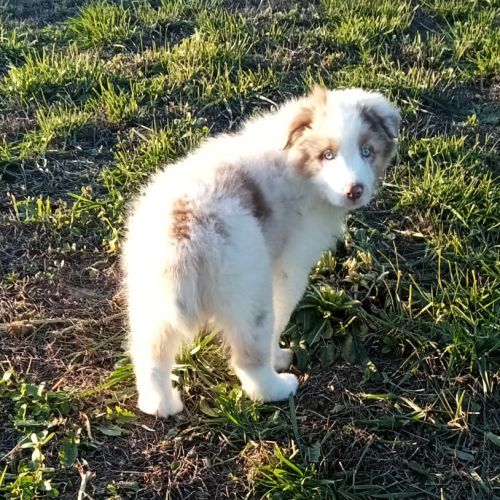 Berger australien chiot femelle lof #4