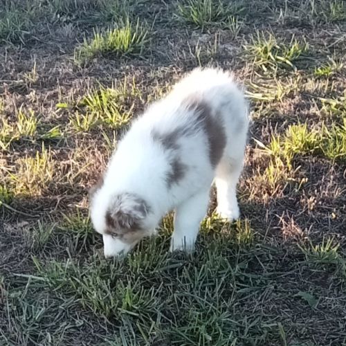 Berger australien chiot femelle lof #5