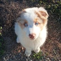 Berger australien chiot femelle lof #1