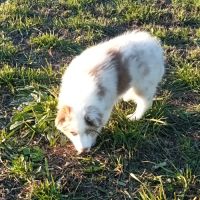 Berger australien chiot femelle lof