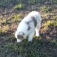 Berger australien chiot femelle lof #5