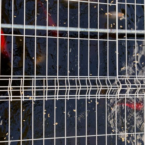 Jusqu’à 30 belles carpes koi à vendre #1