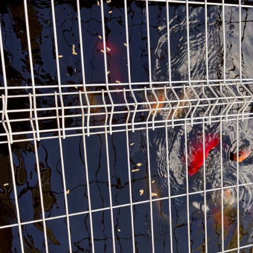 Jusqu’à 30 belles carpes koi à vendre #3