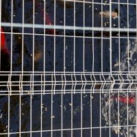 Jusqu’à 30 belles carpes koi à vendre #1