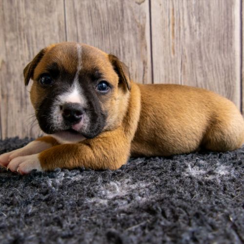 Chiot staffordshire bull terrier lof #1
