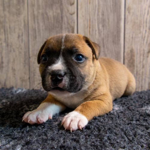 Chiot staffordshire bull terrier lof #4