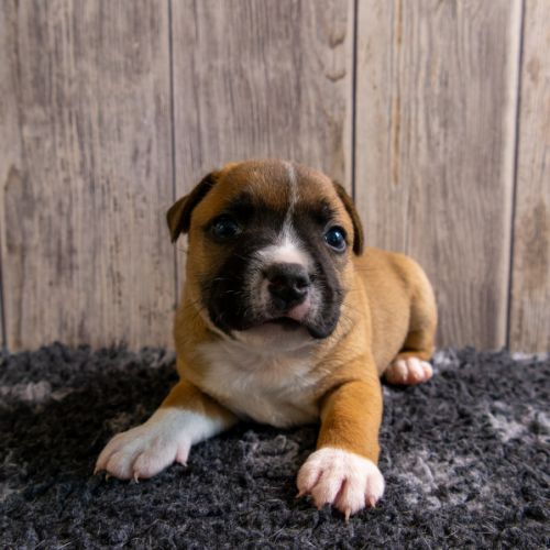 Chiot staffordshire bull terrier lof #5