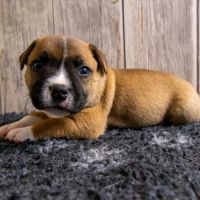 Chiot staffordshire bull terrier lof #1