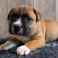 Chiot staffordshire bull terrier lof #2