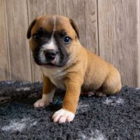 Chiot staffordshire bull terrier lof