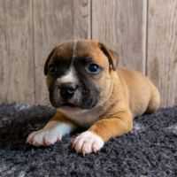 Chiot staffordshire bull terrier lof #4