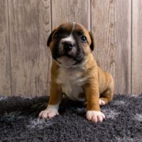 Chiot staffordshire bull terrier lof #6