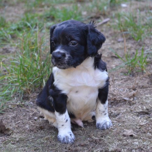 Superbe chiots epagneul breton #3
