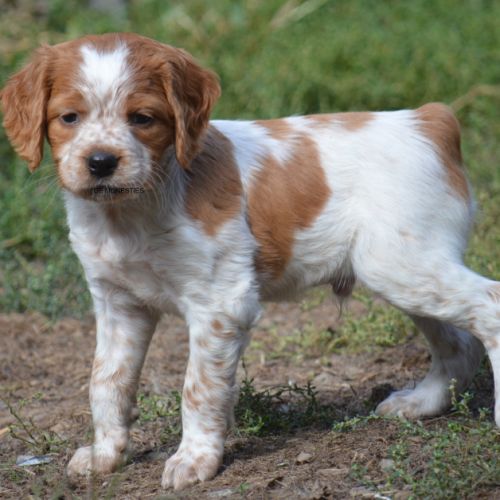 Superbe chiots epagneul breton #4