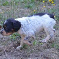 Superbe chiots epagneul breton