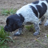 Superbe chiots epagneul breton #2