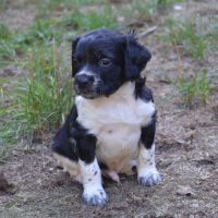 Superbe chiots epagneul breton #3