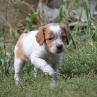 Superbe chiots epagneul breton #5