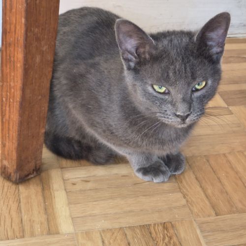 Val - magnifique chaton #1
