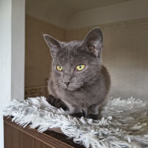Val - magnifique chaton #3