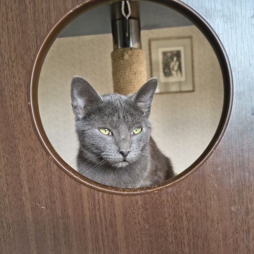 Val - magnifique chaton #0