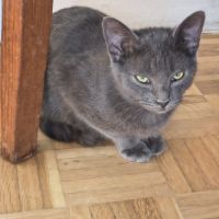 Val - magnifique chaton #1