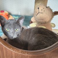 Val - magnifique chaton #2