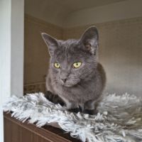 Val - magnifique chaton #3
