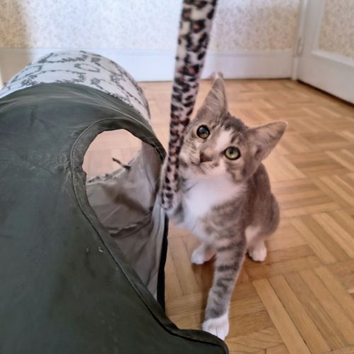 Vroum-adoption en cours #1