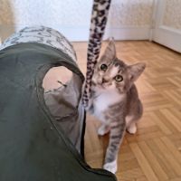 Vroum-adoption en cours #1