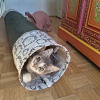 Vroum-adoption en cours