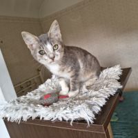Vroum-adoption en cours #4