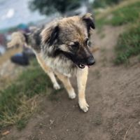Sulley sauvée de la fourrière en roumanie