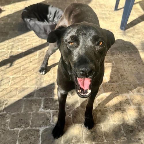 Laika rapatriée de roumanie à l'adoption #0