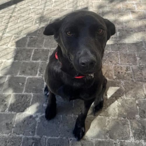 Laika rapatriée de roumanie à l'adoption #3