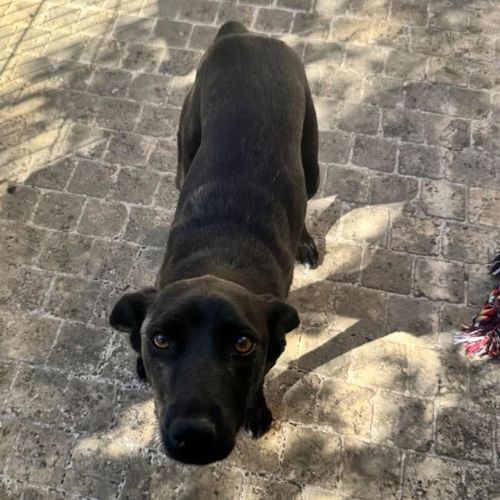 Laika rapatriée de roumanie à l'adoption #4