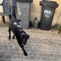 Laika rapatriée de roumanie à l'adoption #1