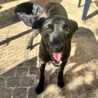 Laika rapatriée de roumanie à l'adoption