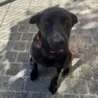 Laika rapatriée de roumanie à l'adoption #3