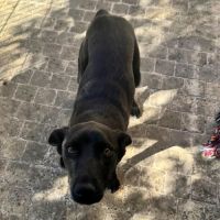 Laika rapatriée de roumanie à l'adoption #4