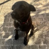 Laika rapatriée de roumanie à l'adoption #5