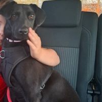 Laika rapatriée de roumanie à l'adoption #6