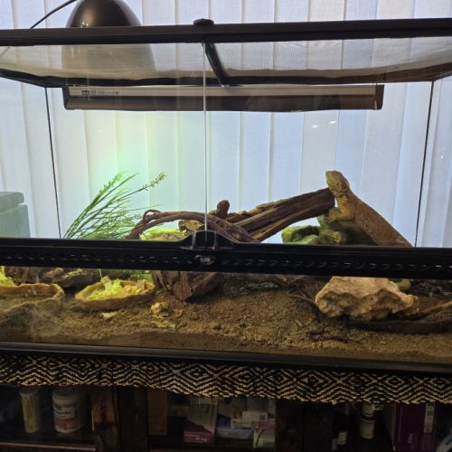 Pogona avec terraruim 90x 45x 45 #2