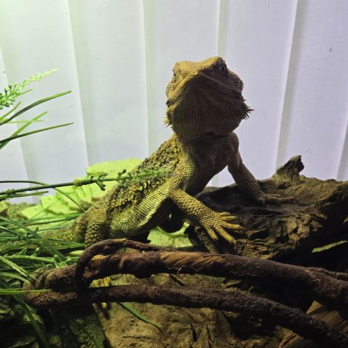 Pogona avec terraruim 90x 45x 45 #4
