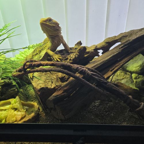 Pogona avec terraruim 90x 45x 45 #5